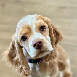 Cocker Spaniels from BRX Country Cockers LLC
