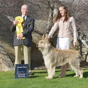 Berger Picard and Old English Sheepdog All Grown Up from Stargazer OES and Bergers Picards des Etoiles