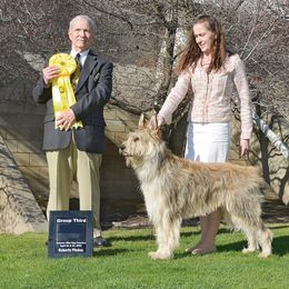 Berger Picard and Old English Sheepdog All Grown Up from Stargazer OES and Bergers Picards des Etoiles