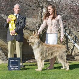 Berger Picard and Old English Sheepdog All Grown Up from Stargazer OES and Bergers Picards des Etoiles