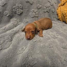 Green - Red male Dachshund puppy in Mulberry, Florida from J's Mini Dachshunds