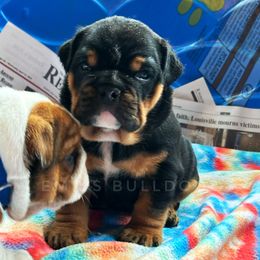 Bulldog Puppies from EMR’s Bulldogs