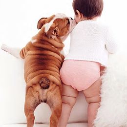 Bulldog Puppies from Our House Of Treasures