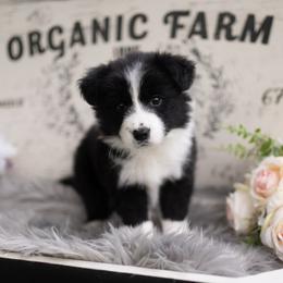 Noir - Black and white male Border Collie puppy in Conway, Missouri from 2J 2K Border Collies | Maremma Sheepdogs