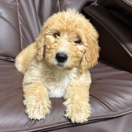 Chestnut - Brown female Bernedoodle puppy in Mint Hill, North Carolina from Ball-Y-Hoo Bernedoodles