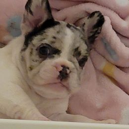 "Pied Female " French Bulldog Puppies from Diamond Trixies French Bulldogs