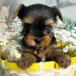 Cruz - Black and tan male Yorkshire Terrier puppy in West Fargo, North Dakota from A Yorkie Tale