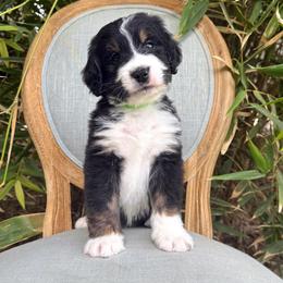 Brioche - Tri-color male Bernedoodle puppy in Queen Creek, Arizona from Dulcito Doodles