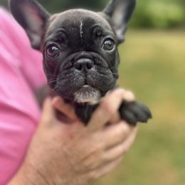 Black and Tan Coonhound and French Bulldog Puppies from Kalan Kennel