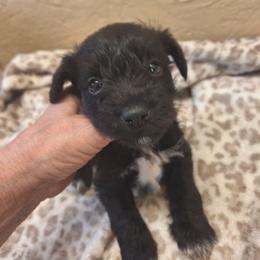 Jerry - Black male Miniature Schnauzer puppy in Warrenville, South Carolina from All Paws Pet Resort