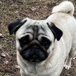 Ryli - Pug
