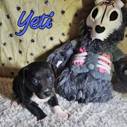 Yeti - Black and white male Rat Terrier puppy in Lynn, Alabama from Cryptic Rat Terriers