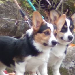 Pembroke Welsh Corgis from Black River Kennels