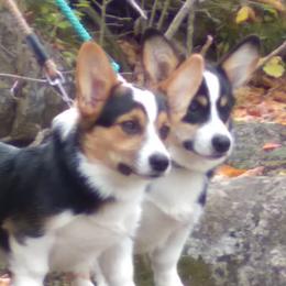 Pembroke Welsh Corgis from Black River Kennels