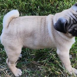 Pugs from Little Okie Pugs