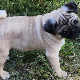 Pugs from Little Okie Pugs