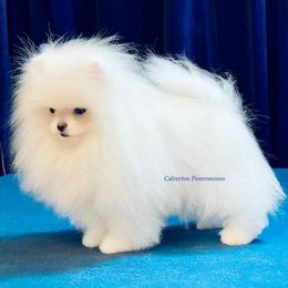 Pomeranian Puppies from Calverton Pomeranians