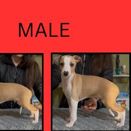 Boy 3 - male Italian Greyhound puppy in China Grove, North Carolina from To-Sa’s Kennel