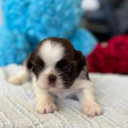Bella - Liver and white female Shih Tzu puppy in Hesperia, California from Maria's Shih Tzus