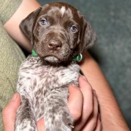 Aspen - Liver and white male German Shorthaired Pointer puppy in Penn Valley, California from Finnan's Ranch German Shorthaired Pointers