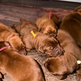 Boy 4 - Yellow male Labrador Retriever puppy in Burton, Michigan from Sunbrooke Acres