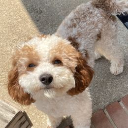 Oakle - Goldendoodle
