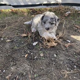 Poodle puppies from Cami’s Colorado Cuties