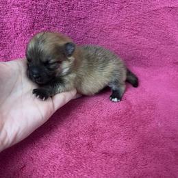Snickers - Wolf sable male Pomeranian puppy in Edinburg, Texas from Divine Valley Poms