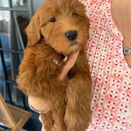 Boy 9 - Red male Whoodle puppy in Sebastian, Florida from Perri’s Whoodles