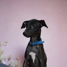 Hunter - Black Italian Greyhound puppy in Waianae, Hawaii from Makanalani Yorkies and Iggys
