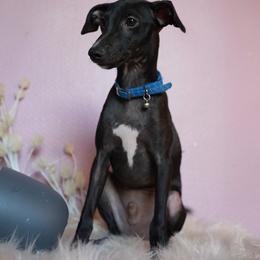 Hunter - Black Italian Greyhound puppy in Waianae, Hawaii from Makanalani Yorkies and Iggys