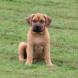 Holly (Light pink) - Brown female Boerboel puppy in Shawnee, Oklahoma from TXT Boerboels