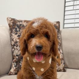 Kona - Red  male Goldendoodle puppy in Anaheim, California from Cuddle Bear Doodles