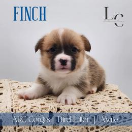 Finch - Red male Pembroke Welsh Corgi puppy in Pine Village, Indiana from NL Horsemanship