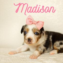 Madison - Blue merle female Miniature Australian Shepherd puppy in Waco, Texas from Blue Rain Aussies
