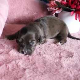 Behr - Dapple male Dachshund puppy in Pace, Florida from Shoebox Doxie’s