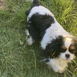 Betty - Cavalier King Charles Spaniel