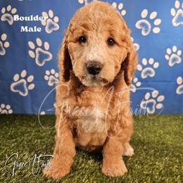 Boulder - Red male Labradoodle puppy in Peyton, Colorado from Grace N Faith Doodles