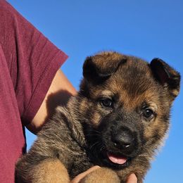 German Shepherd Puppies from Vom Haus Denfors K9