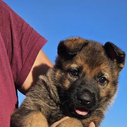 German Shepherd Puppies from Vom Haus Denfors K9