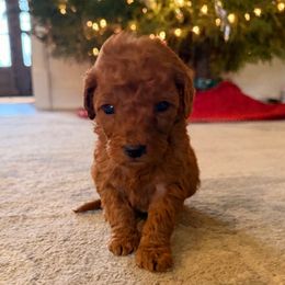 Boy 2 - Red  male Goldendoodle puppy in Meridian, Mississippi from Magnolia Poodles and Doodles
