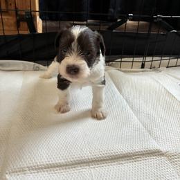 Lil Red - Parti male Miniature Schnauzer puppy in Lexington, Tennessee from The Blessing