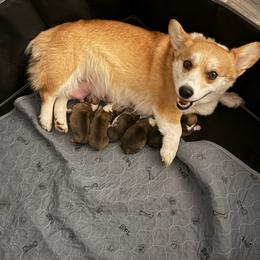 Lettie - Pembroke Welsh Corgi