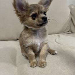Mira - Merle female Chihuahua puppy in Corydon, Indiana from Sternheim Stars