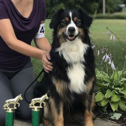 Bree - Australian Shepherd