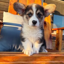 Bean - Black and tan male Pembroke Welsh Corgi puppy in El Dorado Springs, Missouri from Trixie Dixie