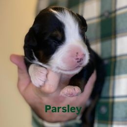 Parsley - Black tri male Miniature American Shepherd puppy in Riverton, Utah from Iron Spirit Homestead & Aussies