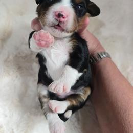 Boy 1 - Tri-color male Bernedoodle puppy in Galt, Missouri from Only Doodles!