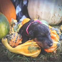 Airedale Terrier Puppies from Airedale Acres