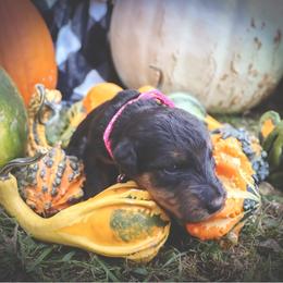 Airedale Terrier Puppies from Airedale Acres